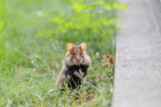 A European hamster (Cricetus cricetus) stands upright on green grass near a grave. Vienna, Austria