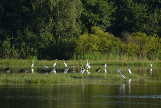 Black storks (Ciconia nigra) and great egret (Ardea alba) in the shallow water zone of a pond,