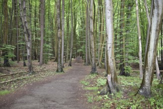 Beech forest in Jasmund National Park on the island of Rügen, Mecklenburg-Western Pomerania,