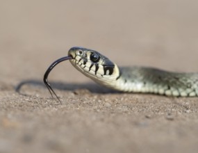 Grass snake (Natrix natrix), portrait, tonguing, forked tongue, Lower Saxony, Germany