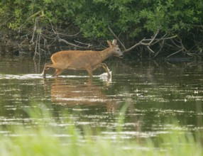 Deer (Capreolus capreolus), young roebuck running through the shallow water zone of a lake, Lower