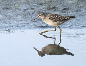 Green thighs (Tringa nebularia) looking for food in the shallow water zone of a body of water,