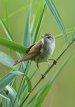 Thrush warbler (Acrocephalus arundinaceus) on a reed, reed (Phragmites australis), Lower Saxony,