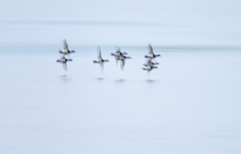 Heron duck (Aythya fuligula), heron flying over a lake, motion blur, long exposure, pull, mopping