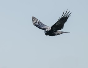 Raven crow (Corvus corone) flying, Lower Saxony, Germany