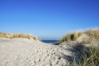 Trail in the dunes and blue sky in winter, Spiekeroog, East Frisian Islands, Lower Saxony, Germany