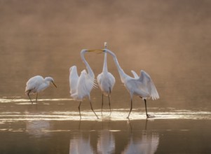 Great egrets (Ardea alba) stand in the warm orange morning light in the shallow water zone of a