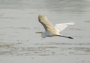 Great egret (Ardea alba) flies over a body of water, Lower Saxony, Germany