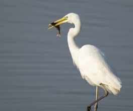 Great egret (Ardea alba) stands in the shallow water zone of a wetland with a fish in its beak,