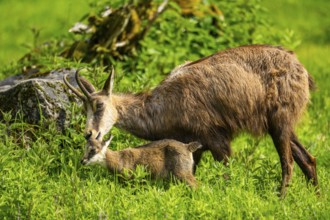 Chamois (Rupicapra rupicapra) Mother (doe) with her youngster (fawn) on a meadow, Austria