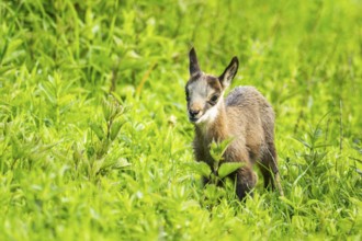 Chamois (Rupicapra rupicapra) youngster (fawn) standing on a meadow, Austria
