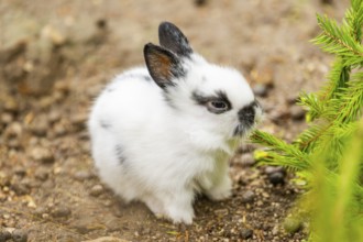 Domesticated rabbit (Oryctolagus cuniculus forma domestica) standing on the ground, Austria