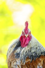 Domestic Chicken (Gallus gallus domesticus), portrait, Bavaria, Germany
