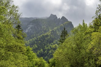 View into the mountains next to Lake Offensee on a rainy day in spring, Salzkammergut, Austria,