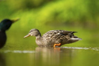 Wild duck (Anas platyrhynchos) female swimming in a lake, Bavaria, Germany
