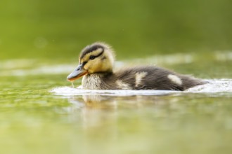 Wild duck (Anas platyrhynchos) chick swimming on a lake, Bavaria, Germany
