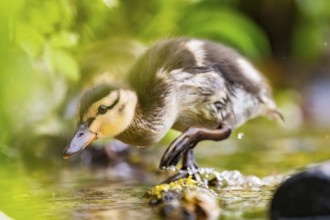 Wild duck (Anas platyrhynchos) chick standing at the schore of a little lake, Bavaria, Germany