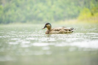 Wild duck (Anas platyrhynchos) male swimming in a lake, Bavaria, Germany