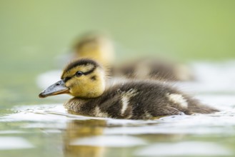 Wild duck (Anas platyrhynchos) chick swimming on a lake, Bavaria, Germany