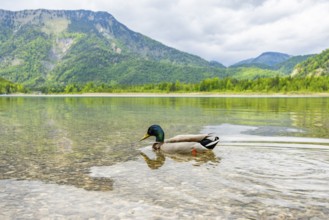 Wild duck (Anas platyrhynchos) male swimming in a lake, Bavaria, Germany