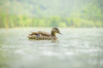 Wild duck (Anas platyrhynchos) female swimming in a lake, Bavaria, Germany