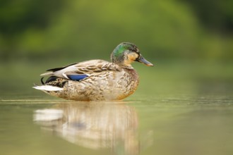 Wild duck (Anas platyrhynchos) male standing on the shore of a lake, Bavaria, Germany