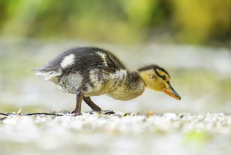 Wild duck (Anas platyrhynchos) chick standing at the schore of a little lake, Bavaria, Germany