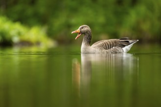 Close-up of a Greylag Goose (Anser anser) swimming in the water in spring, Austria