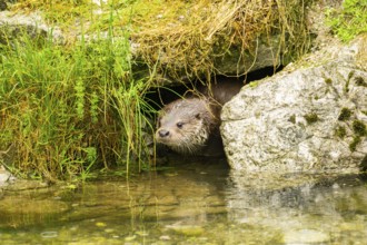 Eurasian otter (Lutra lutra) swimming in a lake, Austria