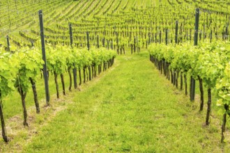 Landscape of the wine yards growing on the hills of southern styria, Austria