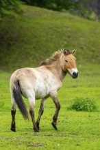 Przewalski's horse (Equus ferus przewalskii) standing on a meadow, Austria, Germany