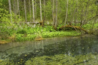 Lanscape of a little stream flowing through the forest in spring on a rainy day, Bavaria, Germany