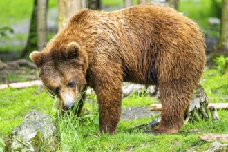 Eurasian brown bear (Ursus arctos arctos) in a forest, Austria