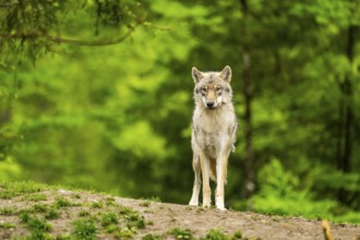 Eurasian wolf (Canis lupus lupus) in a forest, Austria