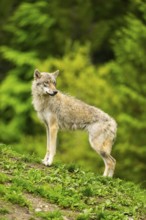Eurasian wolf (Canis lupus lupus) in a forest, Austria