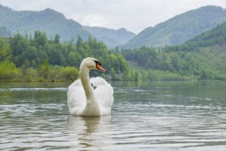 Mute swan (Cygnus olor) swimming on a lake, Austria