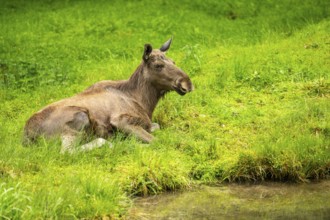 Eurasian elk (Alces alces) lying next to a little lake, Austria