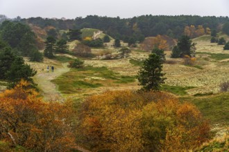 Dune sheep of Ostplate, in the east of the East Frisian island of Spiekeroog, autumn, brown dunes,