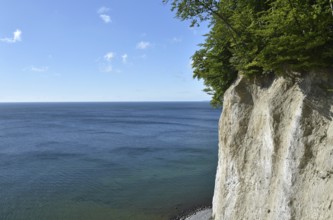 Chalk cliffs, chalk coast on the island of Rügen, Jasmund National Park, Mecklenburg-Western