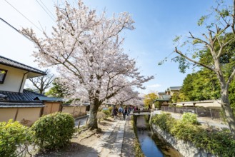 Footpath along a canal, cherry blossoms in spring, Philosopher's Path or Tetsugaku no michi, Kyoto,