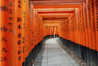 Walk through hundreds of red traditional torii gates, Fushimi Inari Taisha, Shinto Shrine, Fushimi