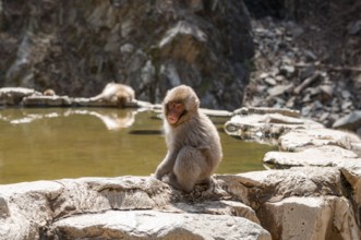 Japanese macaque (Macaca fuscata) sitting on rocks near water, Yamanouchi, Nagano Prefecture,