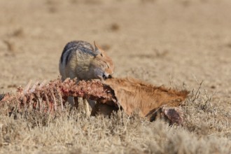 Black-backed jackal (Lupulella mesomelas), adult, feeding on skin and carcass of a common eland