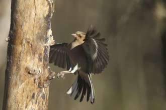 Chaffinch (Fringilla coelebs) male in flight, approach to forage wood, winter feeding, Allgäu,