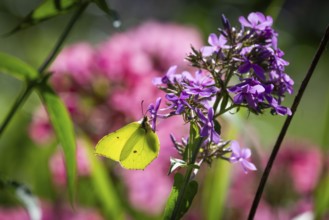 Lemon butterfly (Gonepteryx rhamni) sits on purple flowers of a flame flower or phlox, Finland