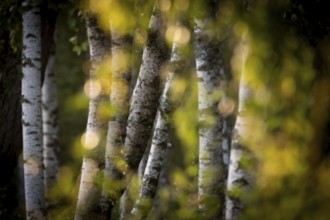 Birch stems through yellow leaves, birch (Betula), forest, Sweden