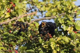 Eurasian blackbird (Turdus merula) adult male bird feeding on a blackberry in a hedgerow in the