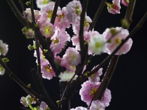 Almond branch with flowers (Prunus triloba) against a black background