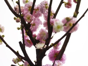 Almond branch with flowers (Prunus triloba) against white background