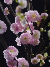 Almond branch with flowers (Prunus triloba) against a black background